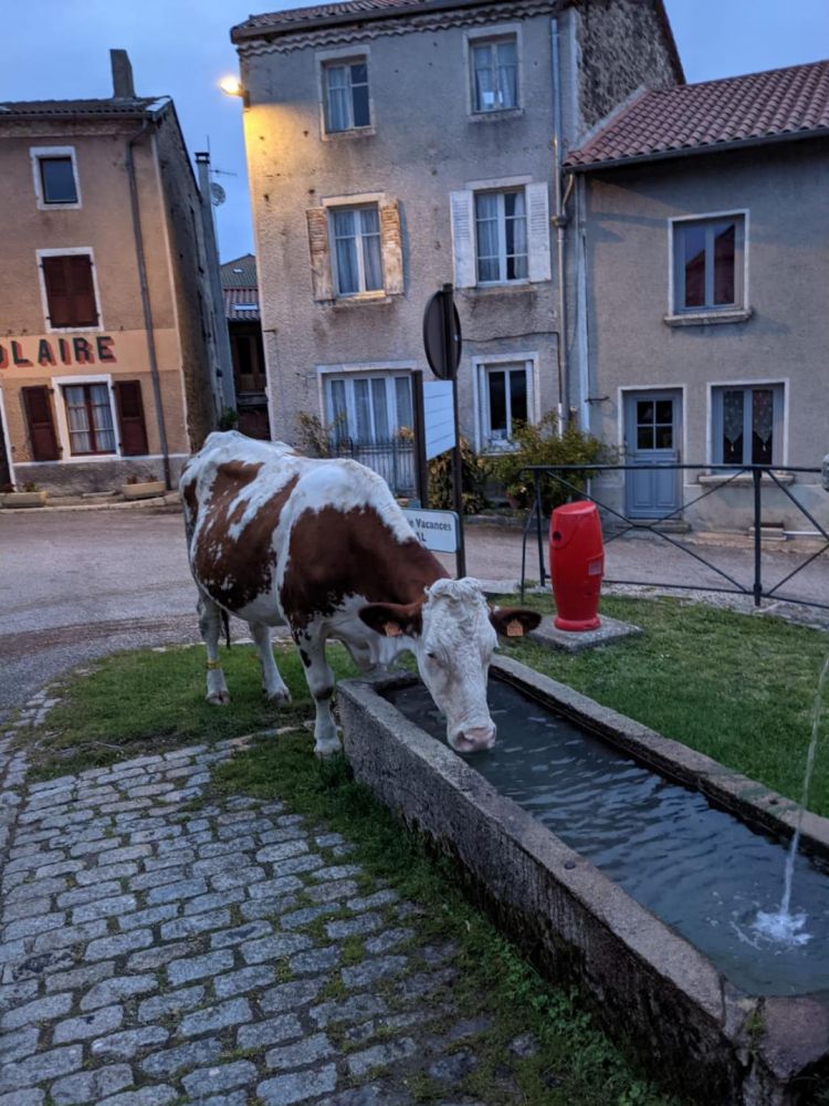 vache1