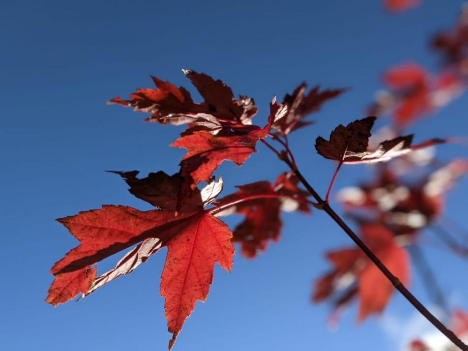 feuilles erable